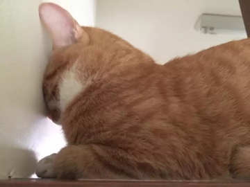 李木林